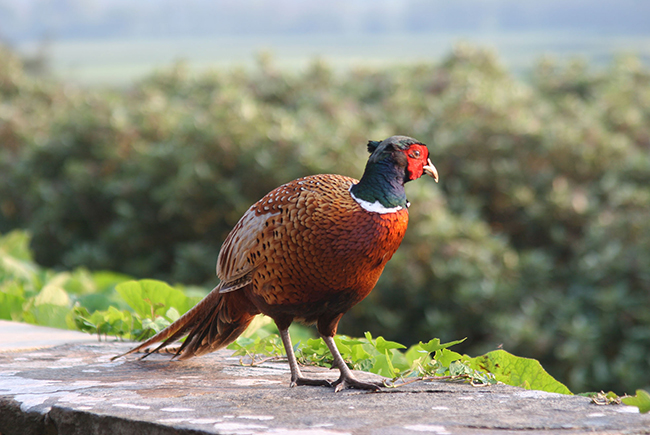 Allerwater Hall Pheasant